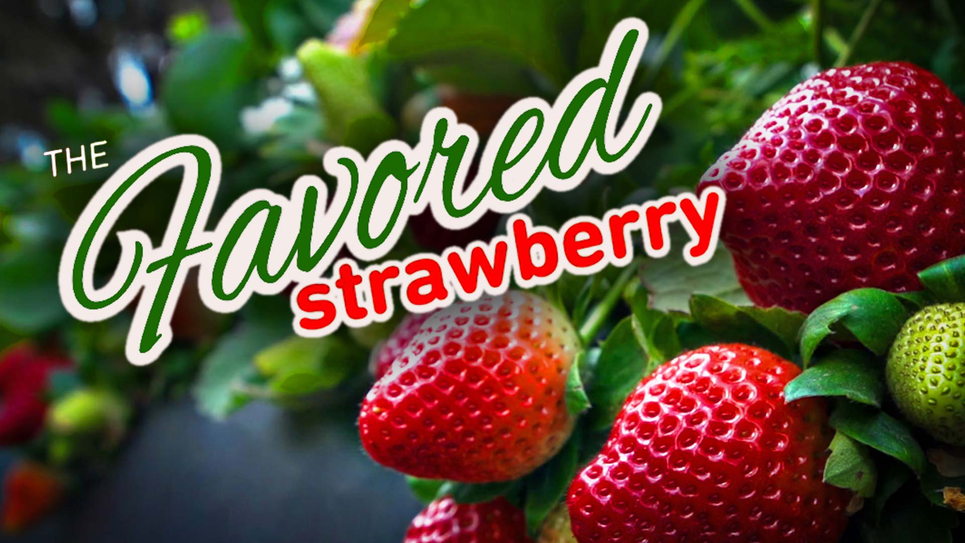 The Favored Strawberry