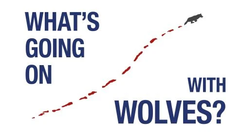 What's Going On With Wolves