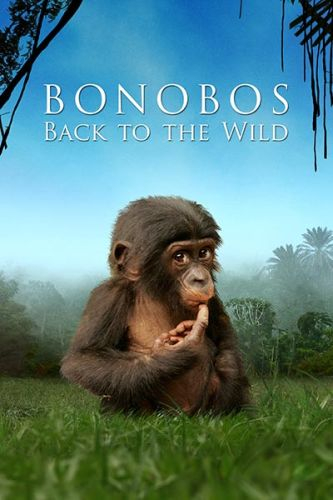 Bonobos Back To The Wild