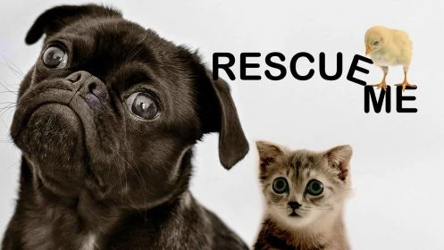 Rescue Me